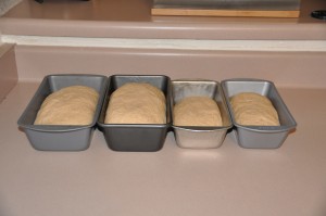Graham Bread Dough after Second Rising
