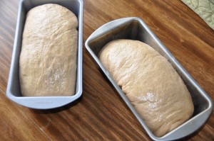 Whole-Wheat Bread Made with Hard-Wheat Flour After Second Rising