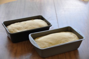 Cornmeal Bread After Second Rising