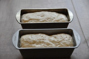 English Muffin Bread After Second Rising