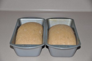 Whole-Wheat Nut Bread After Second Rising