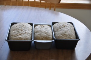 Pumpernickel Bread I After Second Rising