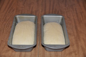 Salt-Rising Bread After Rising